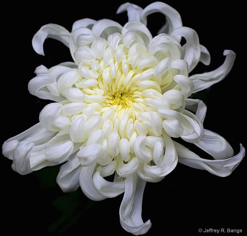 Chrysanthemum3