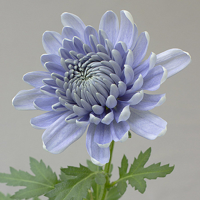 Chrysanthemum1