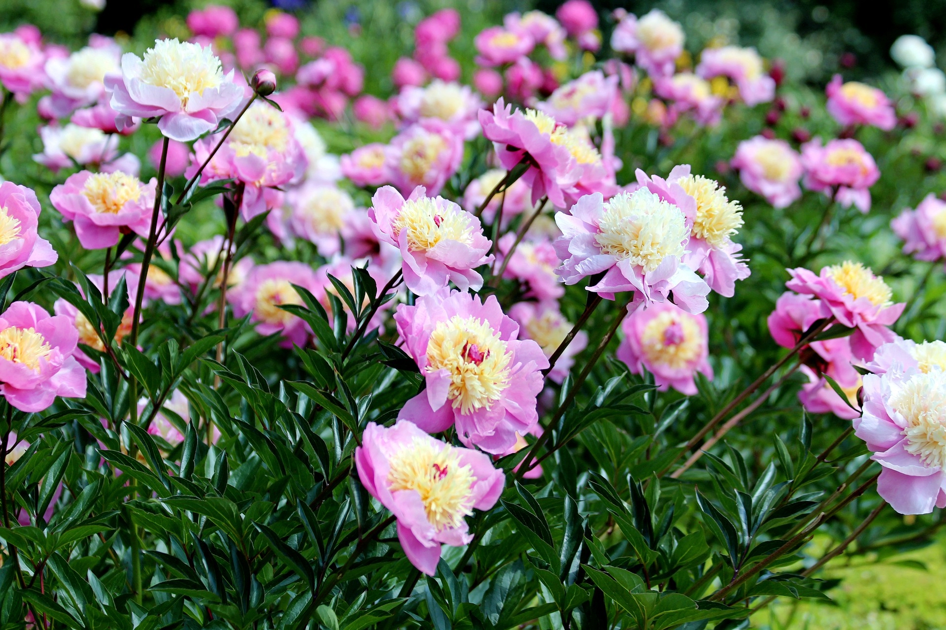 Peony2
