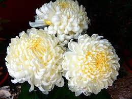 Chrysanthemum2